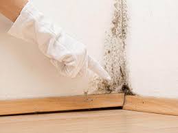 Best Mold Odor Removal Services  in Lemay, MO